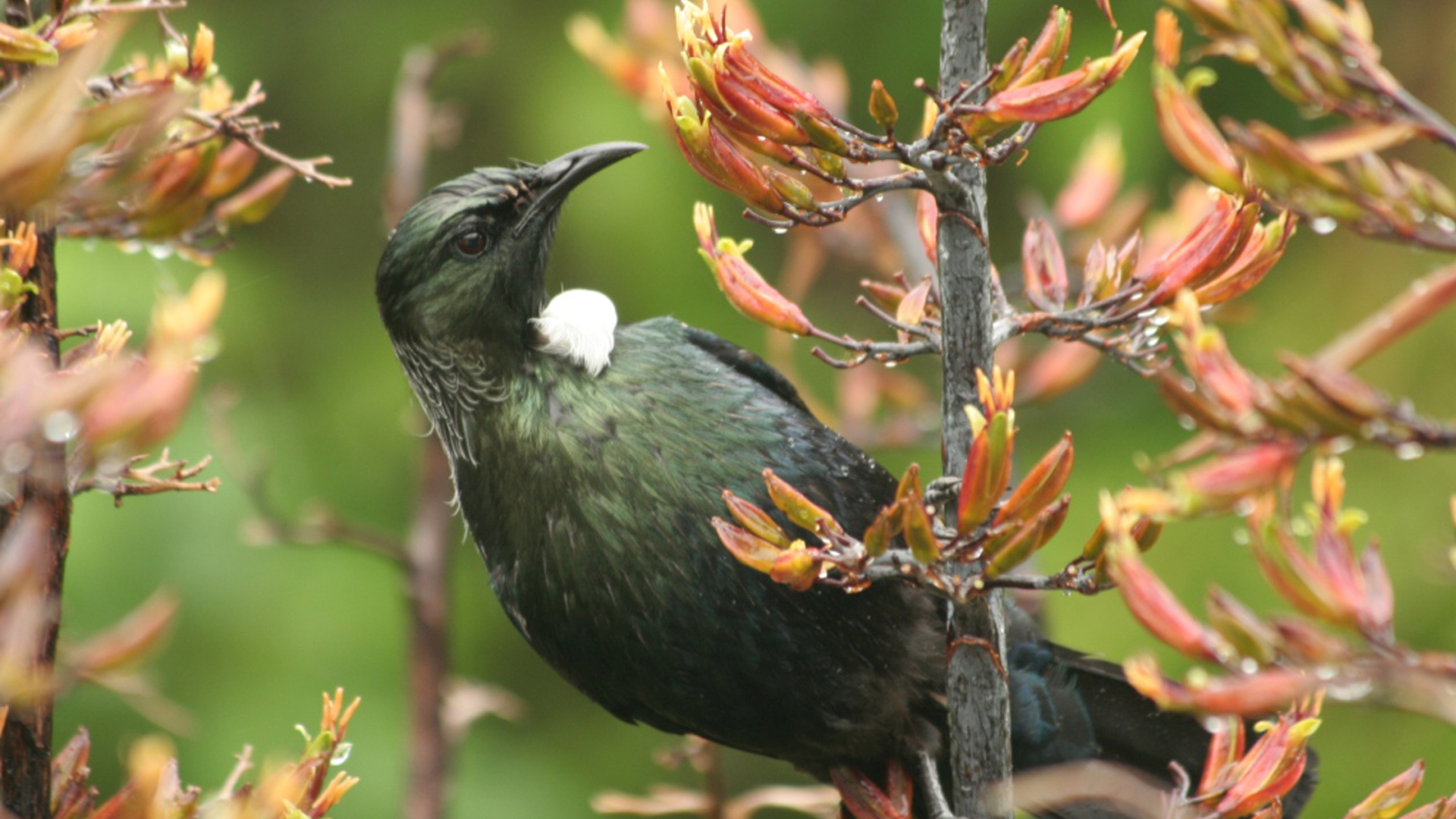 Bluebridge supports Kaipupu Sanctuary